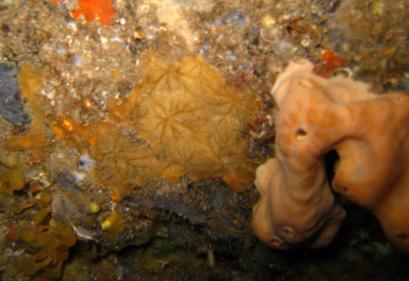 Spugne di Portofino: Spirastrellidae